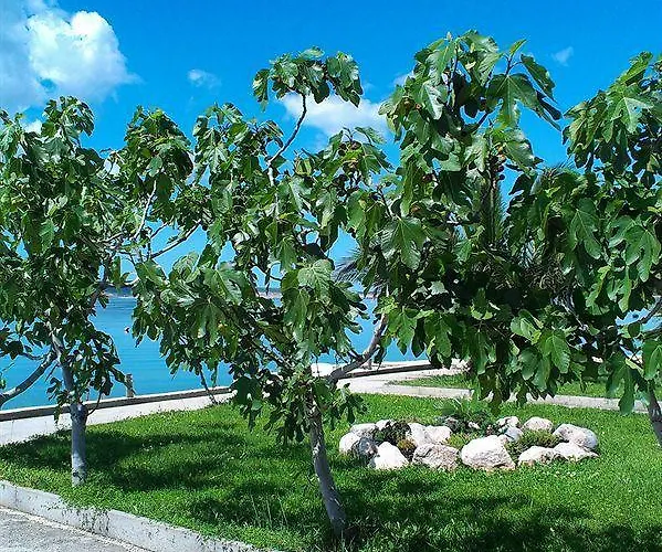 Pansion Kiko 3* Селине